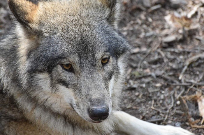 National Wolf Awareness Week - Gray Wolf