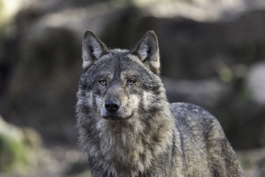 Gray Wolf  (Canis lupus)