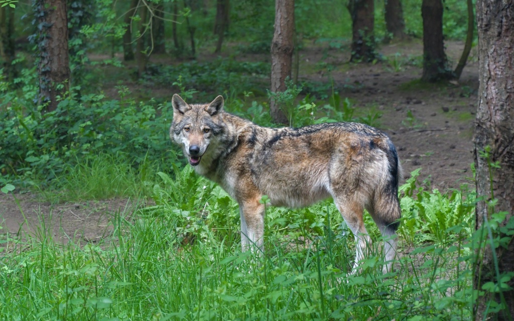 Wildlife Information -  Grey Wolf