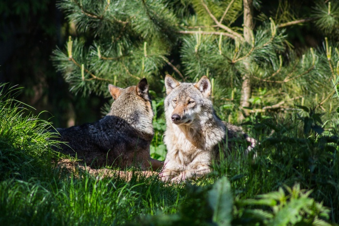 National Wolf Awareness Week - Wolves