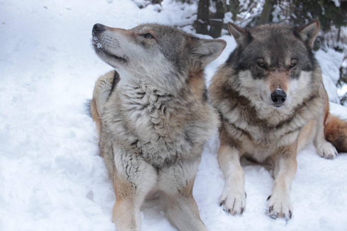 National Wolf Awareness Week - Wolves