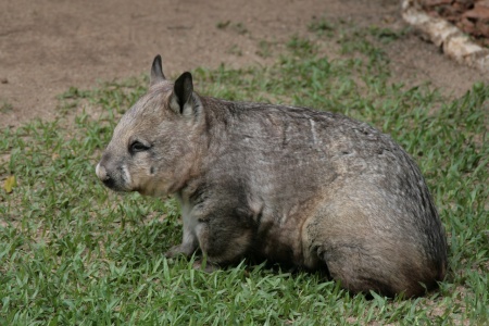 7 Animals, Reptiles and Insects You'll Encounter in Australia - Wombat