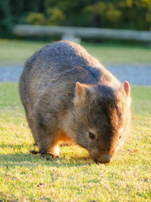 World Wombat Day - Wombat