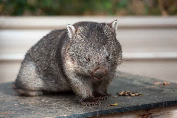 World Wombat Day - Wombat