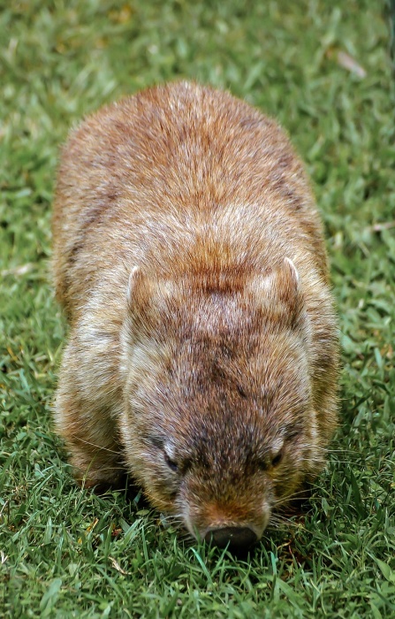 World Wombat Day - Wombat