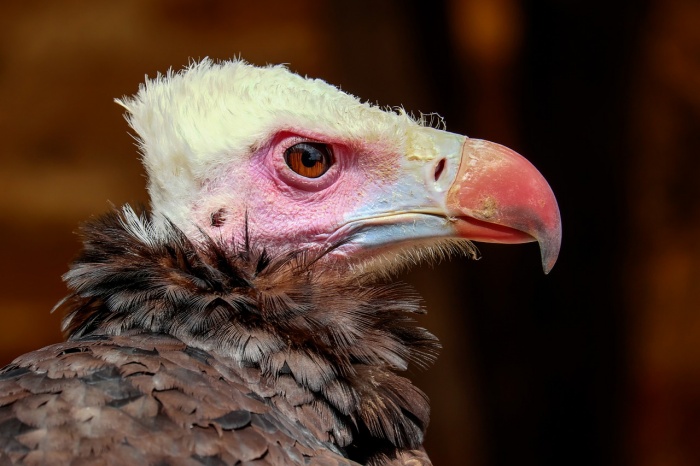 International Vulture Awareness Day - 
Vulture