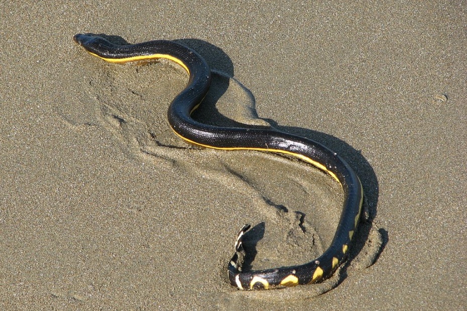 National Sea Serpent Day - Yellow Bellied Sea Snake - (Hydrophis platurus)