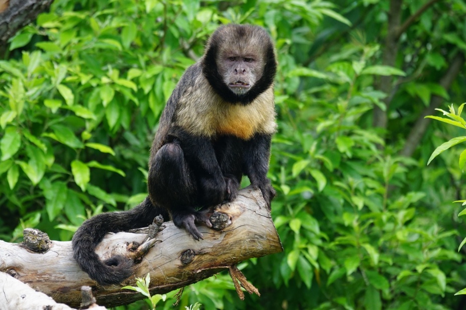 Yellow Breasted Capuchin Monkey