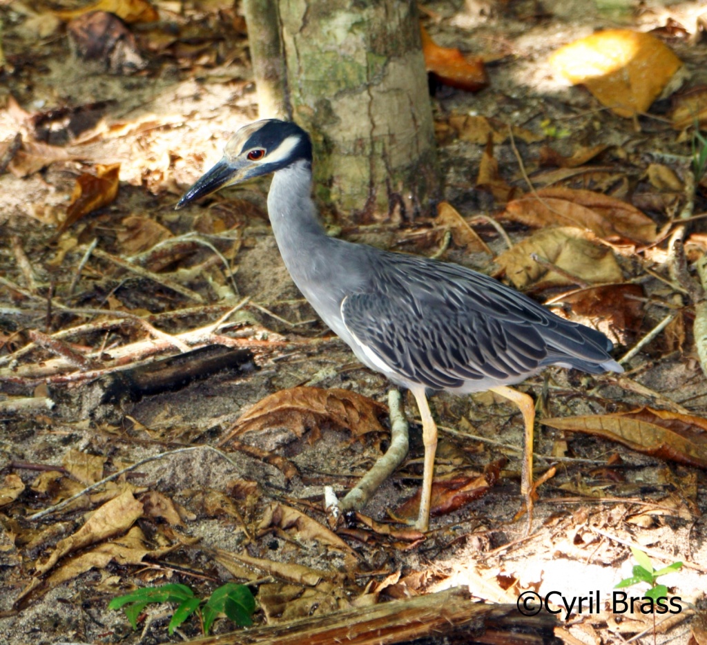 Central America Birds - Yellow Crowned Night Heron