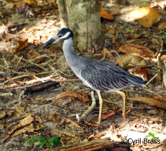 Yellow Crowned Night Heron