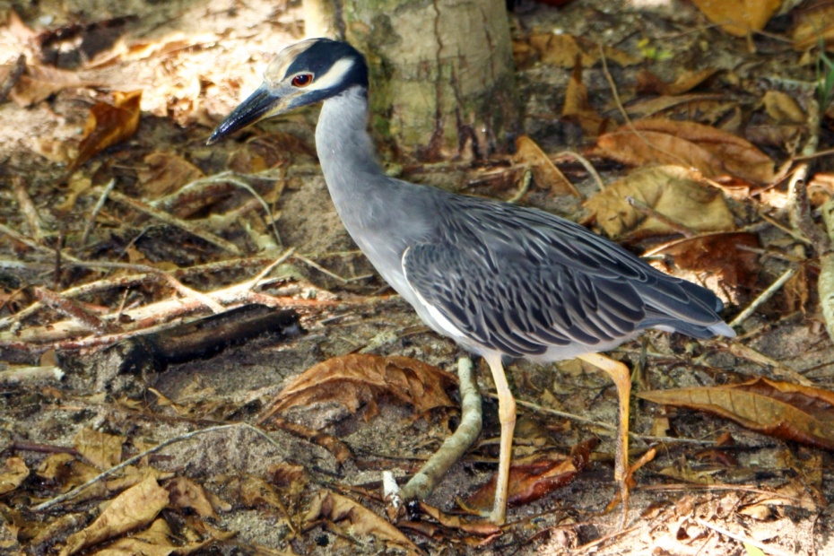 Yellow Crowned Night Heron