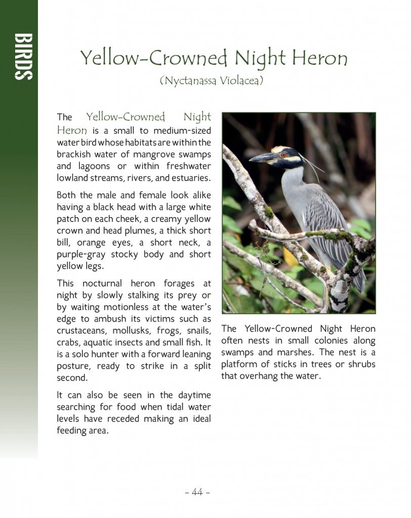 Yellow-Crowned Night Heron - Wildlife in Central America 2 - Page 44