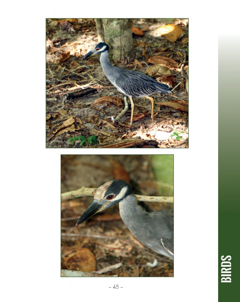 Yellow-Crowned Night Heron - Wildlife in Central America 2 - Page 45