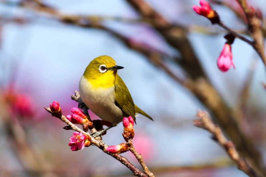 Yellow bird on Kakura Tree