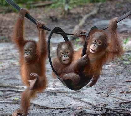 Borneo Orangutan Survival (BOS) Australia - Young Orangutans