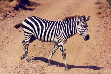 Zebra Photo Artwork - Plains Zebra