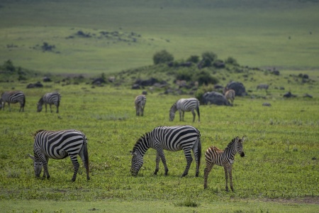 International Zebra Day - Zebras