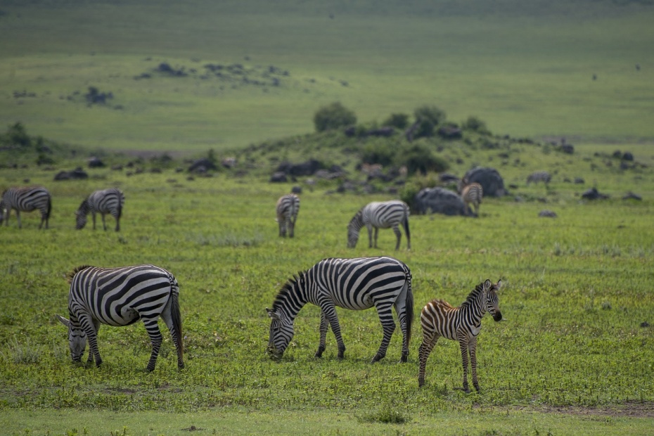 Zebras