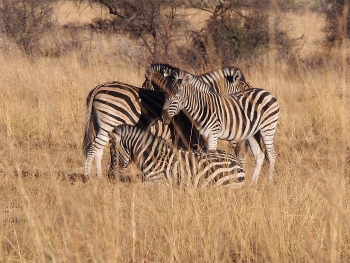 International Zebra Day - Zebra