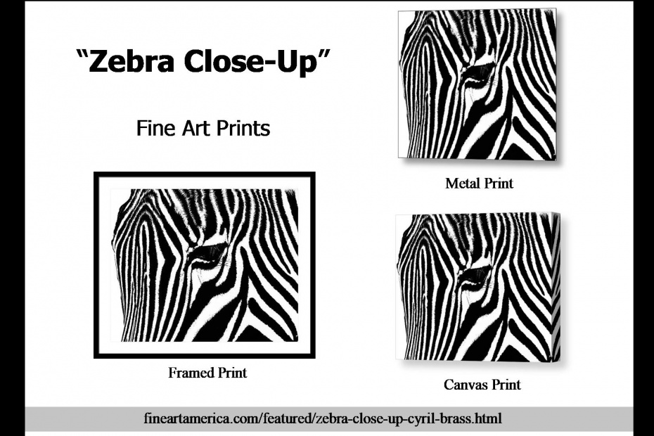 Zebra Photo Artwork