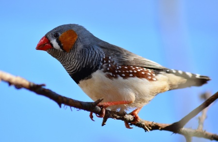 Wild About Wildlife Month - Zebra Finch Bird