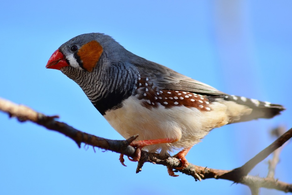 Zebra Finch Bird