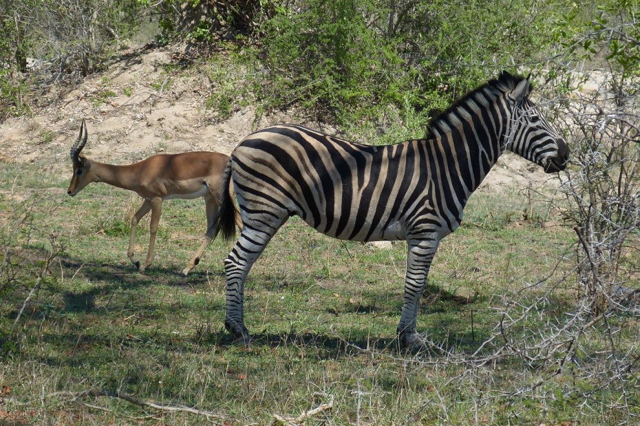Zebra and Impala