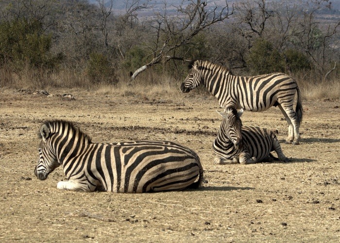 ZInternational Zebra Day - Zebra