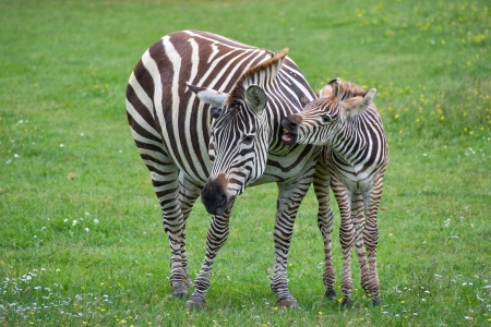 International Zebra Day - Zebra