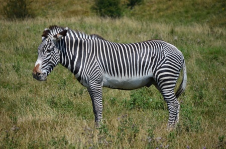 Zebra