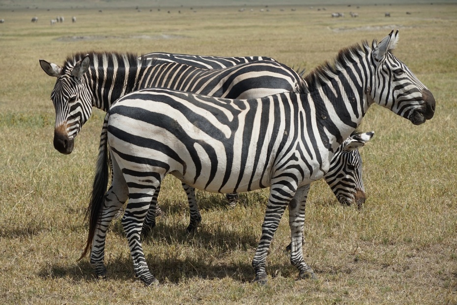 Zebras