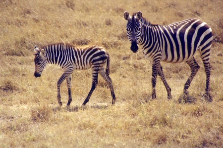 Zebra Photo Artwork - Zebras in Africa