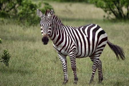 International Zebra Day - Zebra