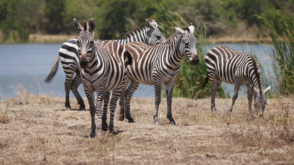 International Ungulate Awareness Day - Zebras