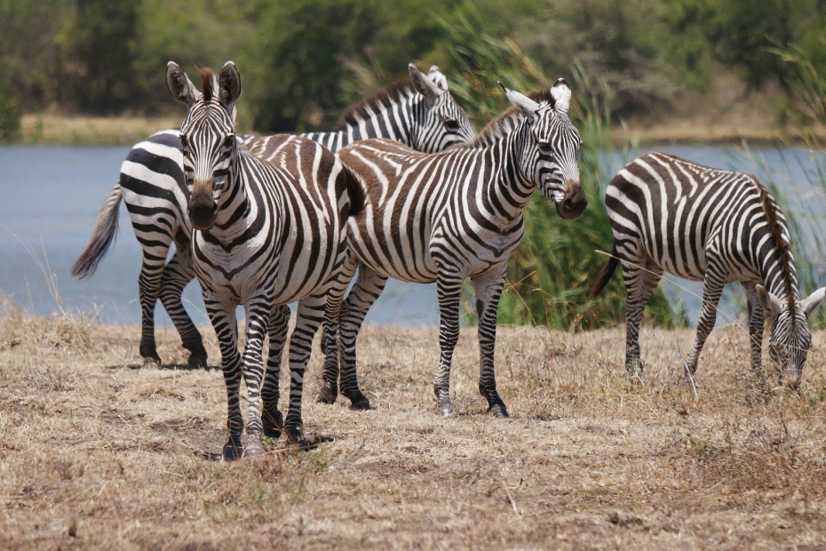 Zebras