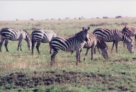 Zebra Photo Artwork - Zebras 