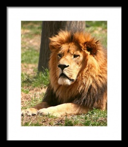 Male Lion Photo Framed Print