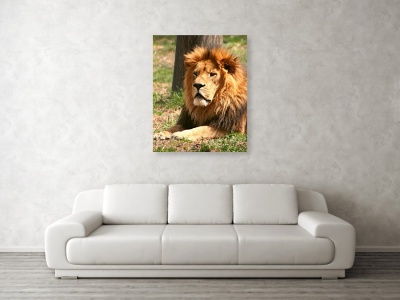 Male Lion Photo Canvas Print