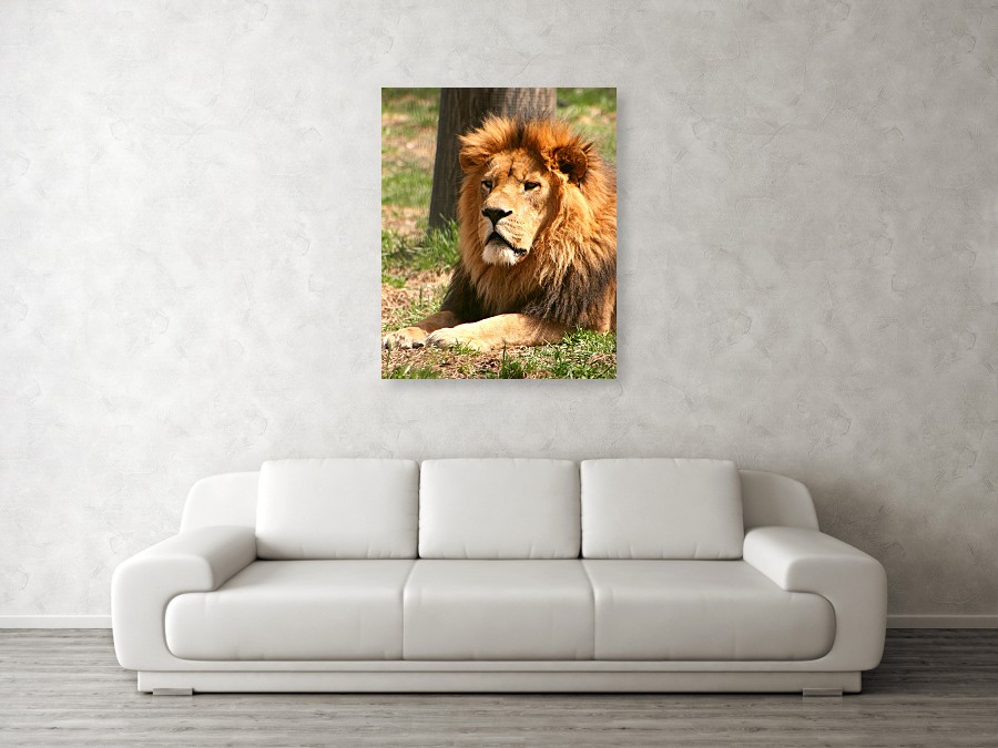 Lion Photo Artwork - Male Lion Photo Canvas Print