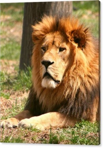 Male Lion Canvas Print