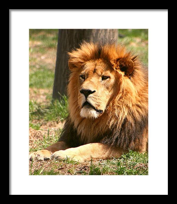 Lion Photo Artwork - Male Lion Photo Framed Print