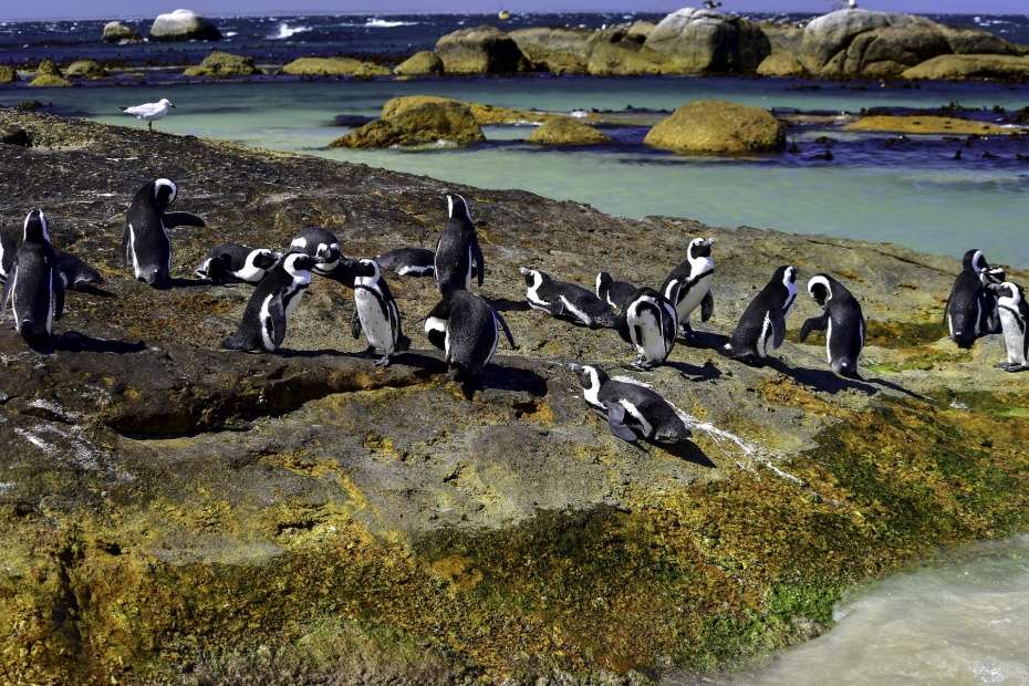 African Penguin