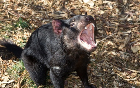 Wildlife Information - Tasmanian Devil