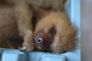 Baby 2 Toed Sloth