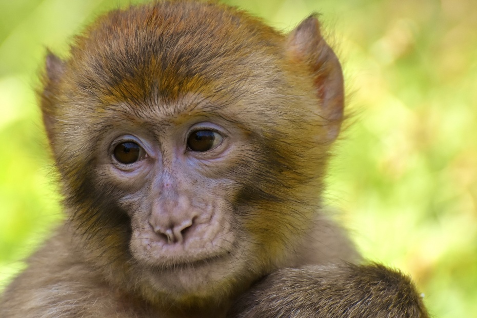 Barbary Macaque