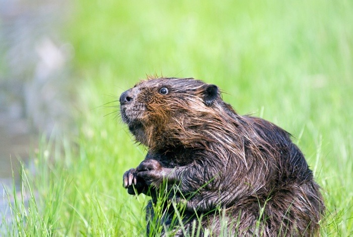 International Beaver Day - Beaver