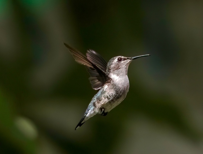 National Butterfly and Hummingbird Day - Bee Hummingbird