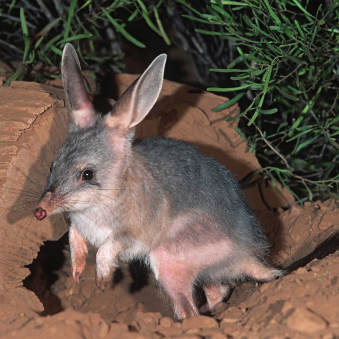 National Bilby Day - Bilby 