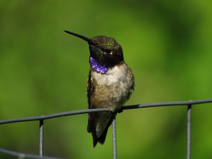 National Butterfly and Hummingbird Day - Black Chinned Hummingbird