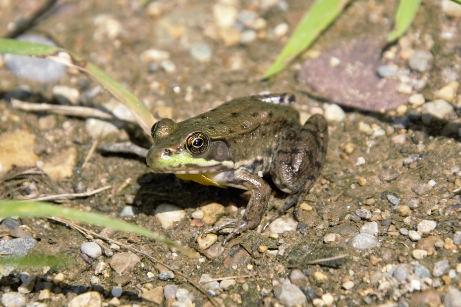 Bull Frog